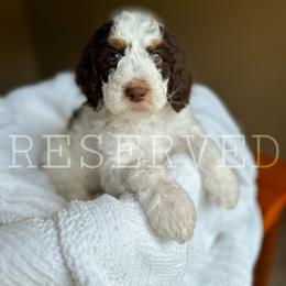 Goldendoodle Puppies from Glamorous Golden Doodles