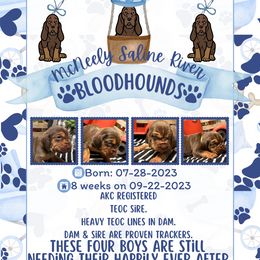 Bloodhound puppies from McNeely Saline River Bloodhounds