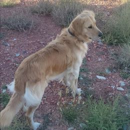 Biscuit - Golden Retriever