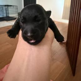 Black1 - Black male Scottish Terrier puppy in Albuquerque, New Mexico from Johnson's Highland Terriers