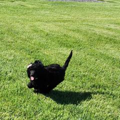 Girl 1 - Black Poodle puppy in Moses Lake, Washington from Dusty Lane Ranch
