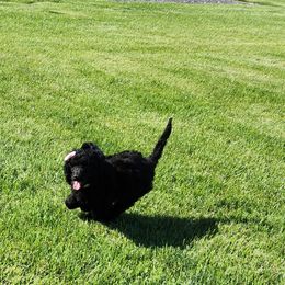 Girl 1 - Black Poodle puppy in Moses Lake, Washington from Dusty Lane Ranch