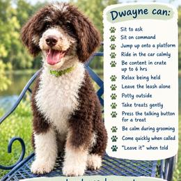 Dwayne - Brown and white male Aussiedoodle puppy in Chattanooga, Tennessee from Leafy Acre Mini Farm