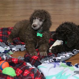 Poodle Puppies from RK'S Pets