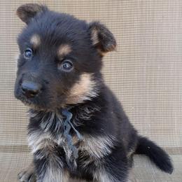Blue Boy - Black and tan male German Shepherd puppy in La Pine, Oregon from Granville/Diamond Peak German Shepherds