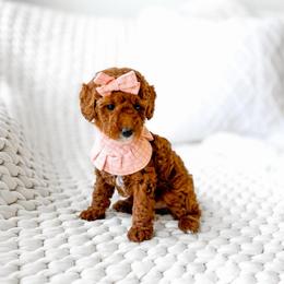 Mira - Red  female Goldendoodle puppy in Springville, Utah from Happy Doodle