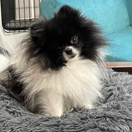 Stormy  - Pomeranian