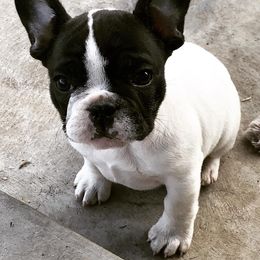 French Bulldog Puppies from Western Skies French Bulldogs