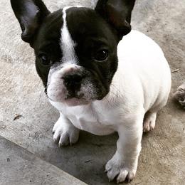 French Bulldog Puppies from Western Skies French Bulldogs