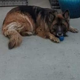 German Shepherd Puppies from Von Jo-Rielle Kennel