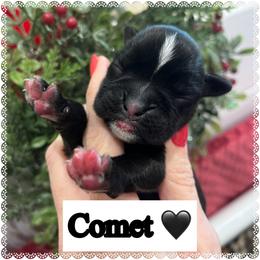 Comet - Brindle male Boxer puppy in Greenwell Springs, Louisiana from Bayou Boxer Haus - Baton Rouge Boxers