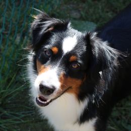Nyx - Miniature American Shepherd