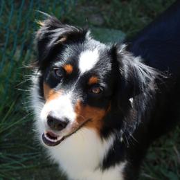 Nyx - Miniature American Shepherd
