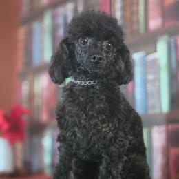 Jakarra - Stud Service Only - Black male Poodle puppy in Casselberry, Florida from McIntosh Toy Poodles