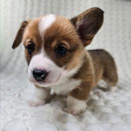 Red and white Female - Red and white female American Corgi puppy in Taylorsville, North Carolina from America's Red White and Bluie Corgis