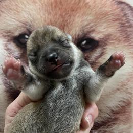 Girl 3 - Red female Shiba Inu puppy in Milton, Florida from Moonlight Shibas