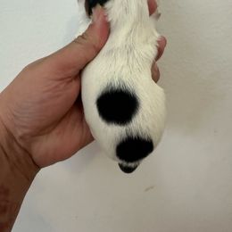 Winter - Parti female Yorkshire Terrier puppy in Rochester, New York from Tnt Yorkies and Cosmic corgis