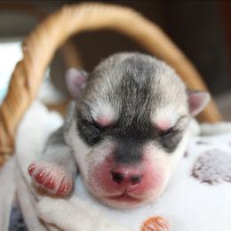 Lime - Gray and white male Siberian Husky puppy in Le Sueur, Minnesota from Tevana Siberians LLC