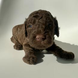 Waffles - Chocolate male Goldendoodle puppy in Pulaski, Tennessee from Doodle My Heart