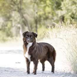 Scarlet "Scar" - Australian Shepherd