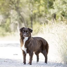 Scarlet "Scar" - Australian Shepherd