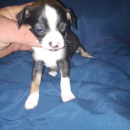 Boy 1 - Black and white Chihuahua puppy in South Carolina from Aynor Chihuahuas