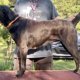 Blue - Mountain Cur