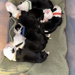 Old English Sheepdog Puppies from Midwest Puppy Paws