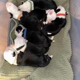 Old English Sheepdog Puppies from Midwest Puppy Paws
