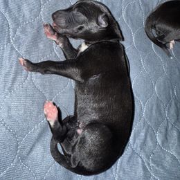 Hurricane (Black Collar) - Black male Greyhound puppy in Mesa, Arizona from ARK Kennels
