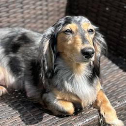 Martini - Dachshund