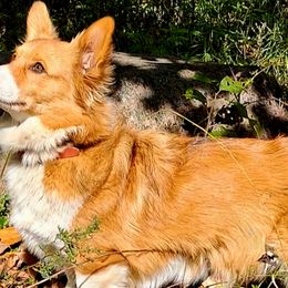 Cleo - Pembroke Welsh Corgi