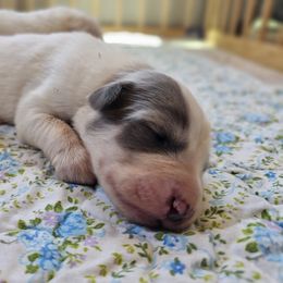 Boy 4 - White and badger male Great Pyrenees puppy in Tombstone, Arizona from WeVolution Off-Grid