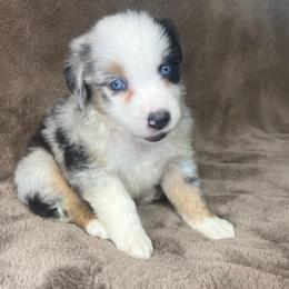 Boy 1 - Blue merle male Toy Australian Shepherd puppy in Hokes Bluff, Alabama from Alegria Toy Aussies
