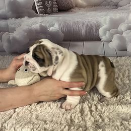 Bulldog Puppies from Sweet Rolls