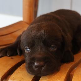 Poppy - Chocolate female Labrador Retriever puppy in Camden, Indiana from Camden's Caring Canines