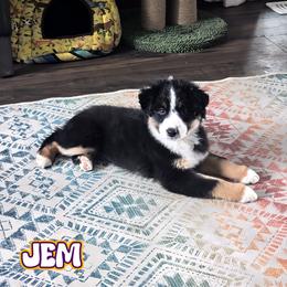 Miniature American Shepherd Puppies from Jem Miniature American Shepherds