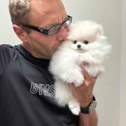 Windsor - White male Pomeranian puppy in Charlotte, North Carolina from Kouture Pomeranians