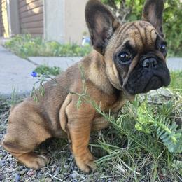 French Bulldog puppies from ZiaLine French Bulldogs