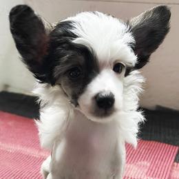 Chihuahua and Chinese Crested Puppies from Western Kentucky Chihuahua’s and Chinese Crested’s