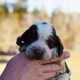 Tan - Liver white and roan male English Springer Spaniel puppy in Tabor City, North Carolina from Big Bay Kennels LLC