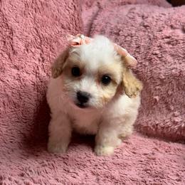 F1 112825 - Cream female Maltipoo puppy in Bakersfield, California from Silvia's Maltipoos