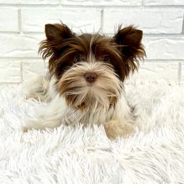 Bear - Chocolate tan and white male Biewer Terrier puppy in Greenwood, South Carolina from Sweet Southern Puppies