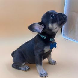 Selena - Blue female French Bulldog puppy in San Diego, California from Forbes List Frenchies