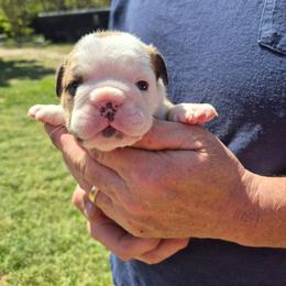 BLUE - Fawn and brindle male Bulldog puppy in Walhalla, South Carolina from Lowery's English Bulldogs