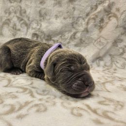Light purple - Gray female Cane Corso puppy in Fritch, Texas from Carrie Brown's Cane Corsos