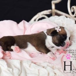 Boxer Puppies from Hawk Creek Boxers