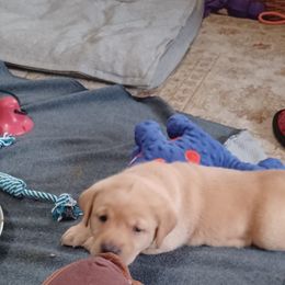 Labrador Retriever Puppies from Rocky Point Labradors