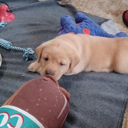 Labrador Retriever Puppies from Rocky Point Labradors