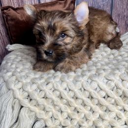 Quincy - Gold male Yorkshire Terrier puppy in Tulsa, Oklahoma from Conns Cuddly Canines